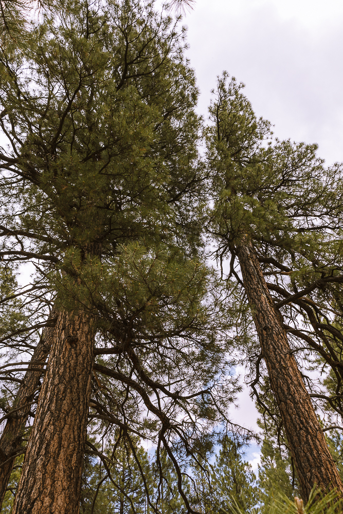 Tree Medicine of The Rocky Mountains
